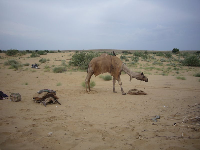 Travel - India - Rajasthan - Desert Camel Trip - The Desert